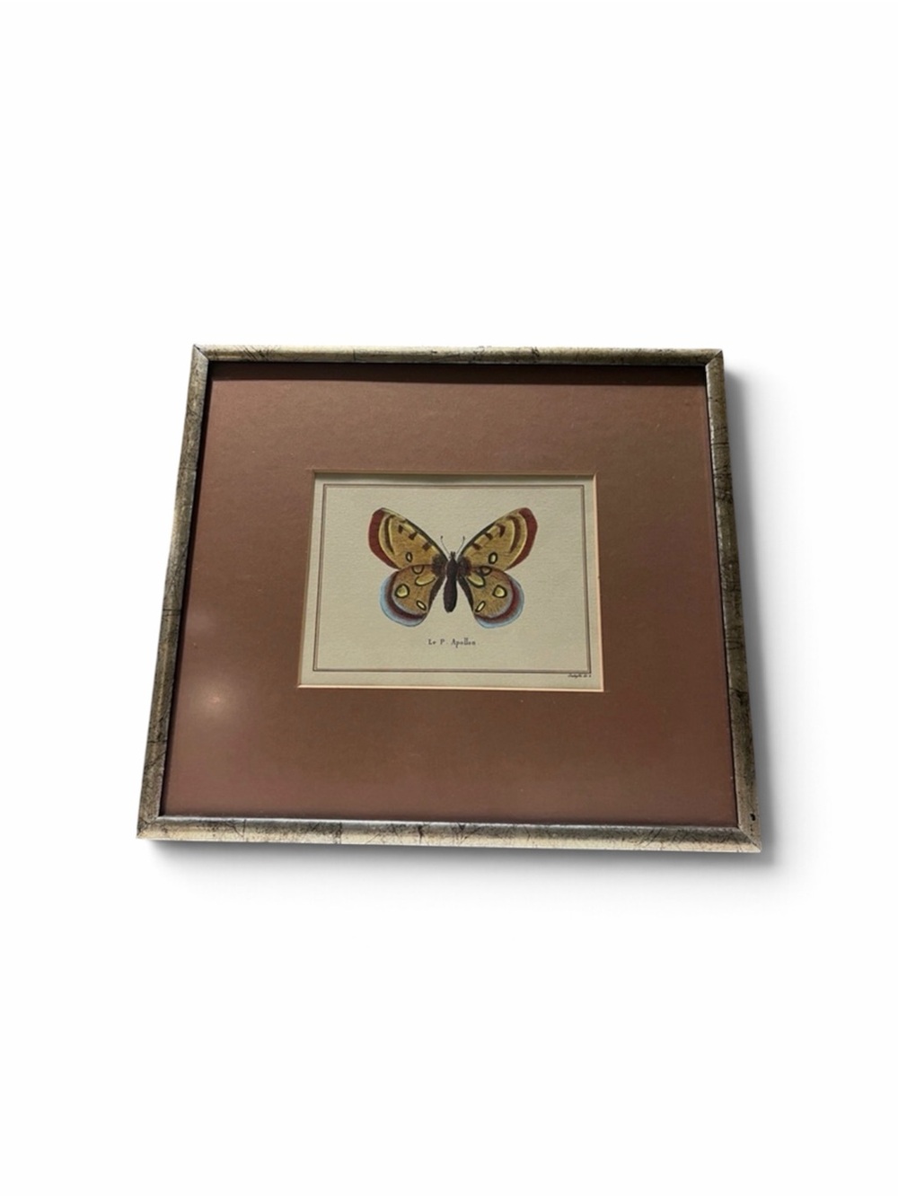 Butterfly Le P Apollon Vintage Framed Print